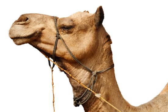 camelmilk