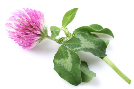 redclover